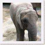 slon africk�- Loxodonta africana10 * 3092 x 3092 * (991KB)