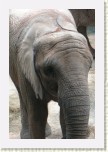 slon africk�- Loxodonta africana11 * 2061 x 3092 * (707KB)