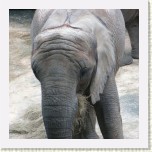 slon africk�- Loxodonta africana12 * 3092 x 3092 * (822KB)