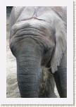 slon africk�- Loxodonta africana13 * 2061 x 3092 * (594KB)