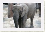 slon africk�- Loxodonta africana14 * 3098 x 2065 * (484KB)