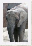 slon africk�- Loxodonta africana15 * 2061 x 3092 * (456KB)