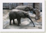 slon africk�- Loxodonta africana2 * 3156 x 2104 * (589KB)