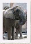 slon africk�- Loxodonta africana3 * 2144 x 3216 * (529KB)
