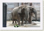 slon africk�- Loxodonta africana4 * 3002 x 2001 * (476KB)