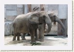 slon africk�- Loxodonta africana5 * 3209 x 2139 * (513KB)