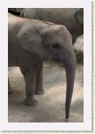 slon africk�- Loxodonta africana6 * 2033 x 3050 * (598KB)
