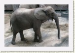slon africk�- Loxodonta africana7 * 3056 x 2037 * (652KB)