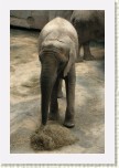 slon africk�- Loxodonta africana8 * 2083 x 3124 * (589KB)