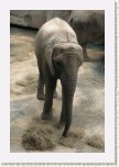 slon africk�- Loxodonta africana9 * 1991 x 2987 * (743KB)