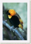 snova� kafersk�- Euplectes orix1 * 2059 x 3089 * (591KB)