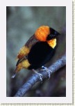 snova� kafersk�- Euplectes orix2 * 2039 x 3059 * (560KB)