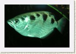 st��koun- Toxotes microlepis * 2973 x 1982 * (325KB)