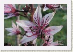 t�emdava b�l�- Dictamnus albus * 3098 x 2065 * (317KB)
