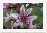 t�emdava b�l�- Dictamnus albus1 * 3100 x 2067 * (327KB)