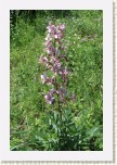 t�emdava b�l�- Dictamnus albus2 * 1949 x 2924 * (994KB)