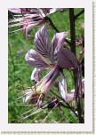 t�emdava b�l�- Dictamnus albus3 * 2126 x 3189 * (428KB)