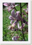 t�emdava b�l�- Dictamnus albus4 * 2065 x 3098 * (439KB)