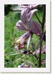 t�emdava b�l�- Dictamnus albus5 * 2065 x 3098 * (346KB)