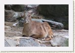 tahr himal�jsk�- Hemitragus jemlahicus * 2995 x 1997 * (557KB)