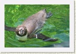 tu���k Humbolt�v- Spheniscus humboldti10 * 3149 x 2099 * (545KB)