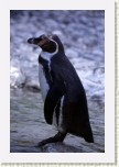 tu���k Humbolt�v- Spheniscus humboldti14 * 1979 x 2968 * (430KB)