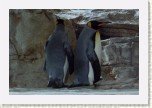 tu���k patagonsk�- Aptenodytes patagonicus * 3529 x 2353 * (636KB)