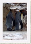 tu���k patagonsk�- Aptenodytes patagonicus1 * 2011 x 3016 * (537KB)