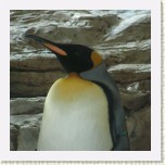 tu���k patagonsk�- Aptenodytes patagonicus5 * 3092 x 3092 * (542KB)