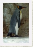 tu���k patagonsk�- Aptenodytes patagonicus8 * 2108 x 3162 * (525KB)