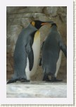 tu���k patagonsk�- Aptenodytes patagonicus9 * 2065 x 3098 * (442KB)