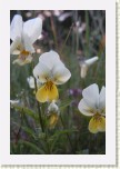 violka su�ov� prav�- Viola saxatilis saxatilis * 2043 x 3064 * (428KB)