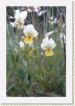 violka su�ov� prav�- Viola saxatilis saxatilis1 * 2124 x 3186 * (519KB)