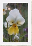 violka su�ov� prav�- Viola saxatilis saxatilis2 * 1953 x 2930 * (340KB)