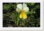 violka su�ov� prav�- Viola saxatilis saxatilis3 * 3013 x 2009 * (345KB)