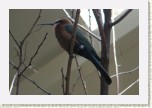 vlha b�lo�el�- Merops bullockoides1 * 2988 x 1992 * (380KB)