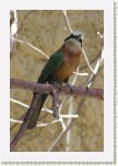 vlha b�lo�el�- Merops bullockoides2 * 2025 x 3038 * (355KB)