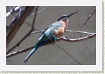 vlha b�lo�el�- Merops bullockoides3 * 3098 x 2065 * (439KB)