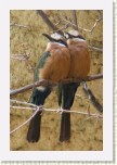 vlha b�lo�el�- Merops bullockoides4 * 2021 x 3032 * (384KB)