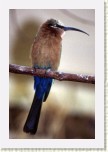 vlha b�lo�el�- Merops bullockoides5 * 1945 x 2918 * (578KB)