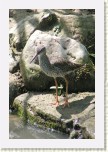 vodou� rudonoh�- Tringa totanus3 * 2145 x 3218 * (739KB)
