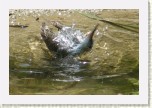 vodou� rudonoh�- Tringa totanus8 * 3098 x 2065 * (388KB)