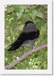 vr�na obecn� �ed�- Corvus corone cornix * 2067 x 3101 * (508KB)