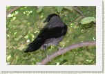 vr�na obecn� �ed�- Corvus corone cornix1 * 3154 x 2103 * (460KB)