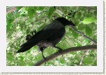 vr�na obecn� �ed�- Corvus corone cornix2 * 3064 x 2043 * (543KB)