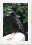vr�na obecn�- Corvus corone corone * 2068 x 3102 * (376KB)