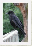 vr�na obecn�- Corvus corone corone1 * 2011 x 3017 * (409KB)