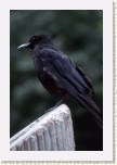 vr�na obecn�- Corvus corone corone2 * 2127 x 3191 * (430KB)