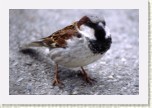 vrabec dom�c�- Passer domesticus * 3187 x 2125 * (569KB)