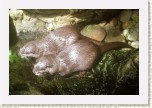 vydra mal�- Aonyx cinerea * 2562 x 1708 * (460KB)